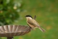 Mésange nonnette
